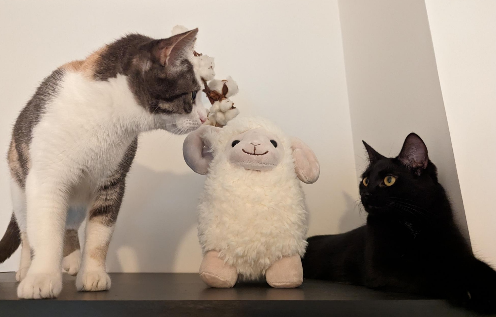 Chatperlipopette