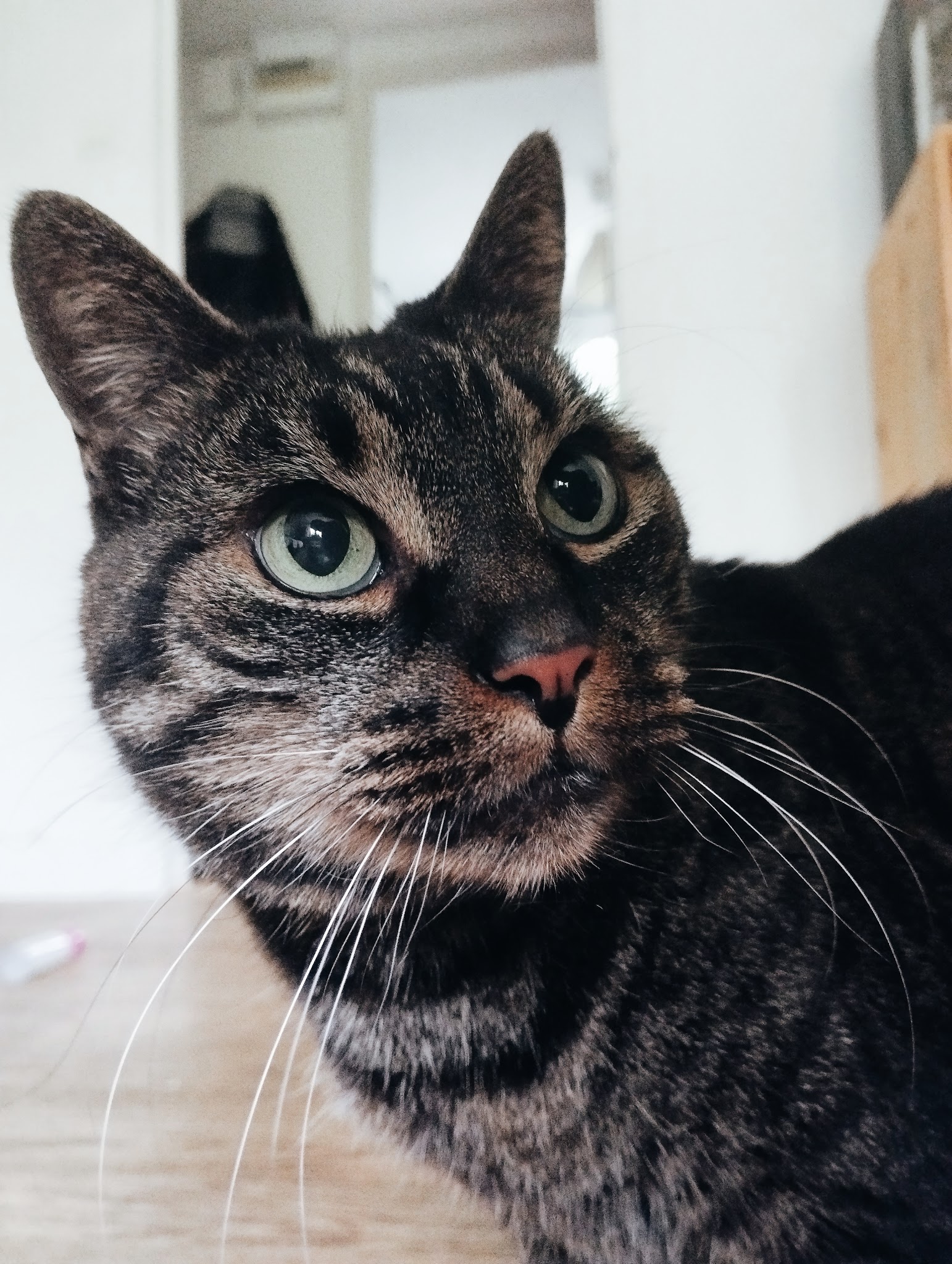 Chatperlipopette — photo