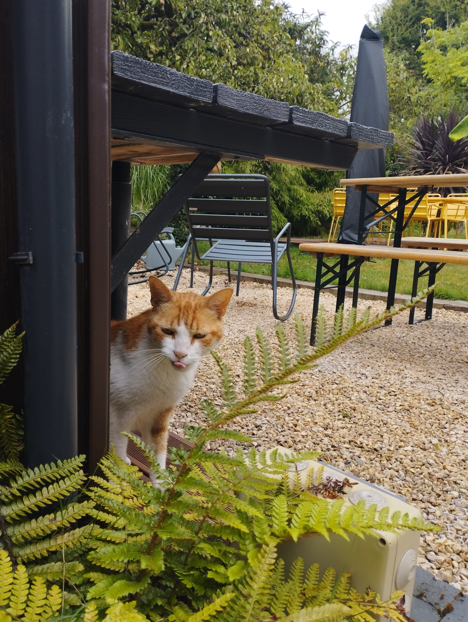 Chatperlipopette — photo