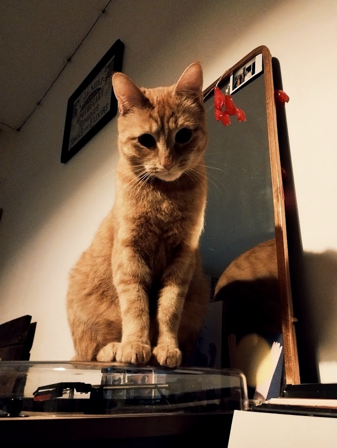 Chatperlipopette — photo