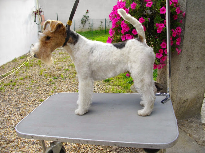 Élevage du Clos du Castellan - Fox Terrier