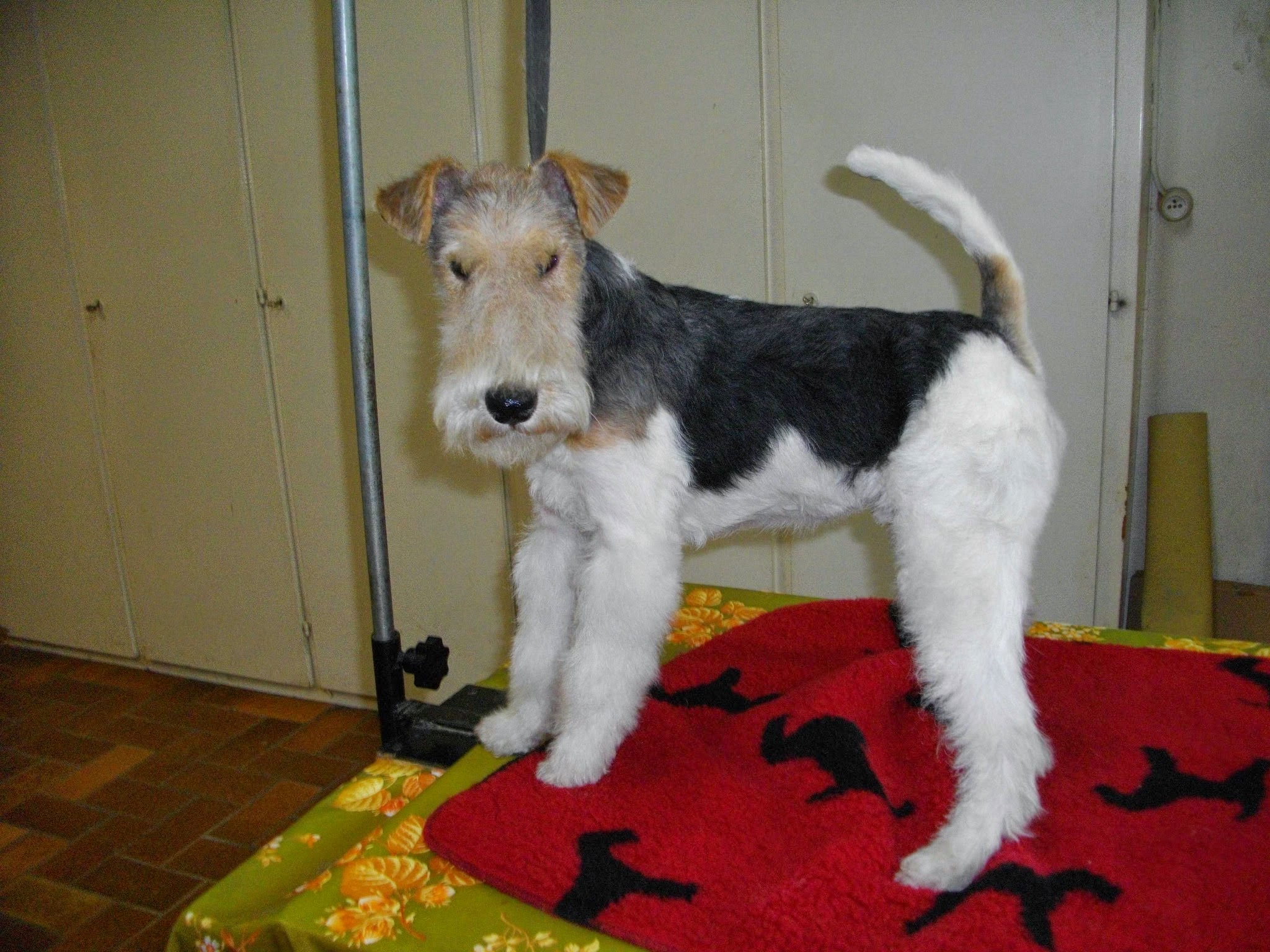 Élevage du Clos du Castellan - Fox Terrier — photo