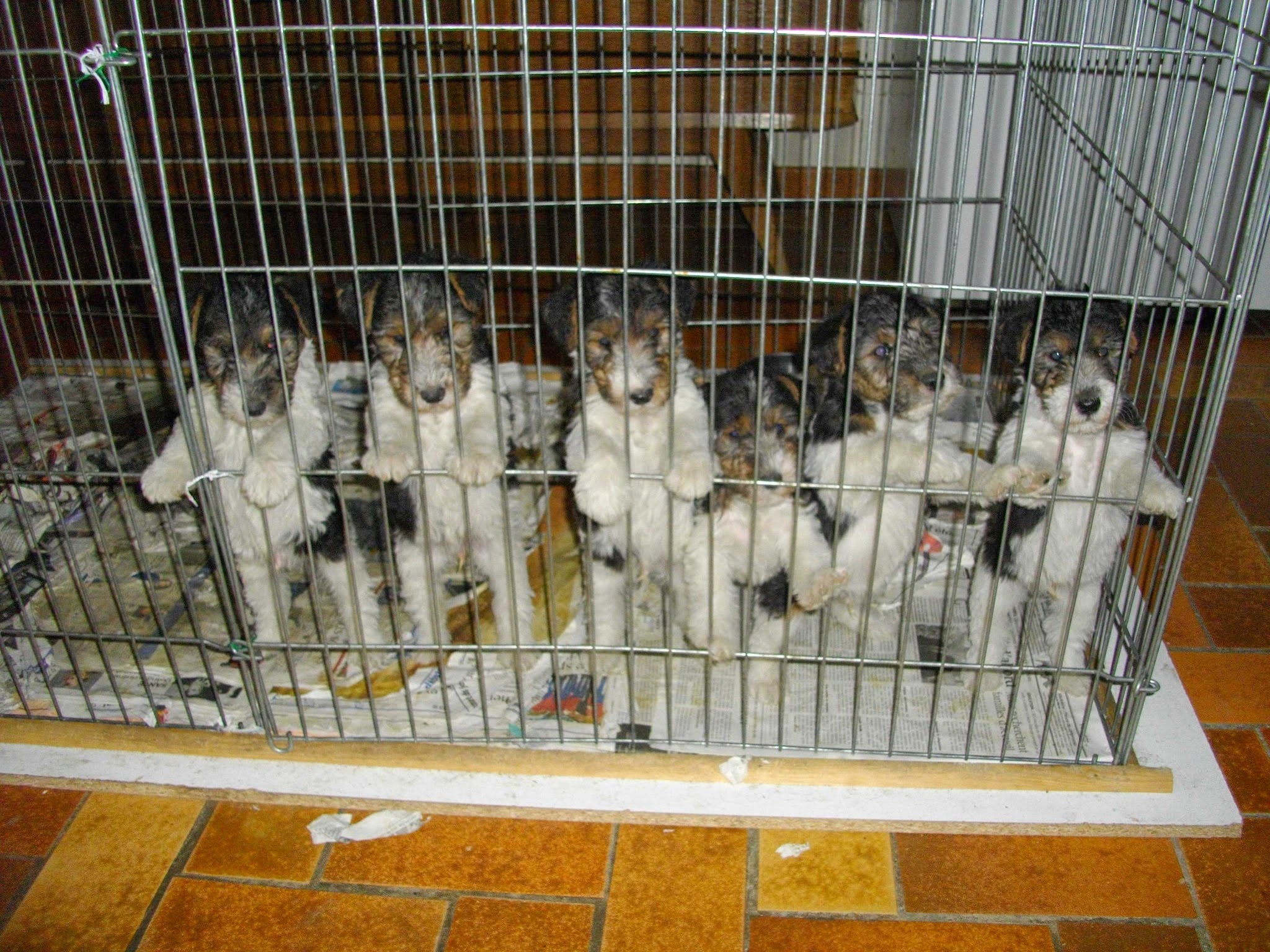 Élevage du Clos du Castellan - Fox Terrier — photo