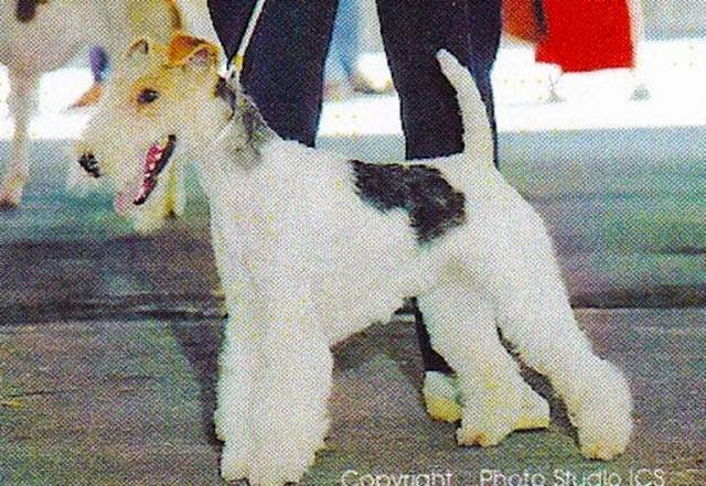 Élevage du Clos du Castellan - Fox Terrier — photo