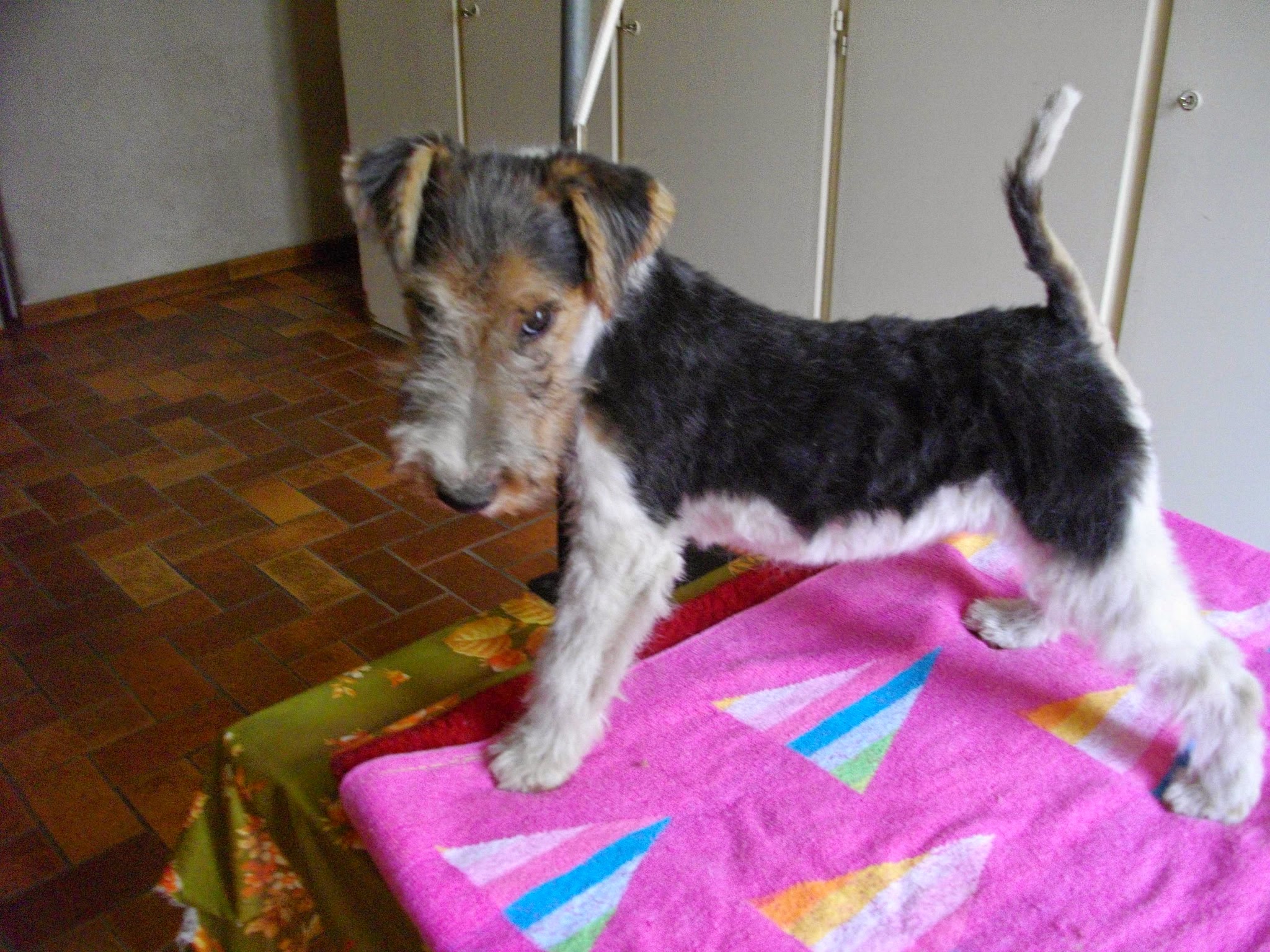 Élevage du Clos du Castellan - Fox Terrier — photo