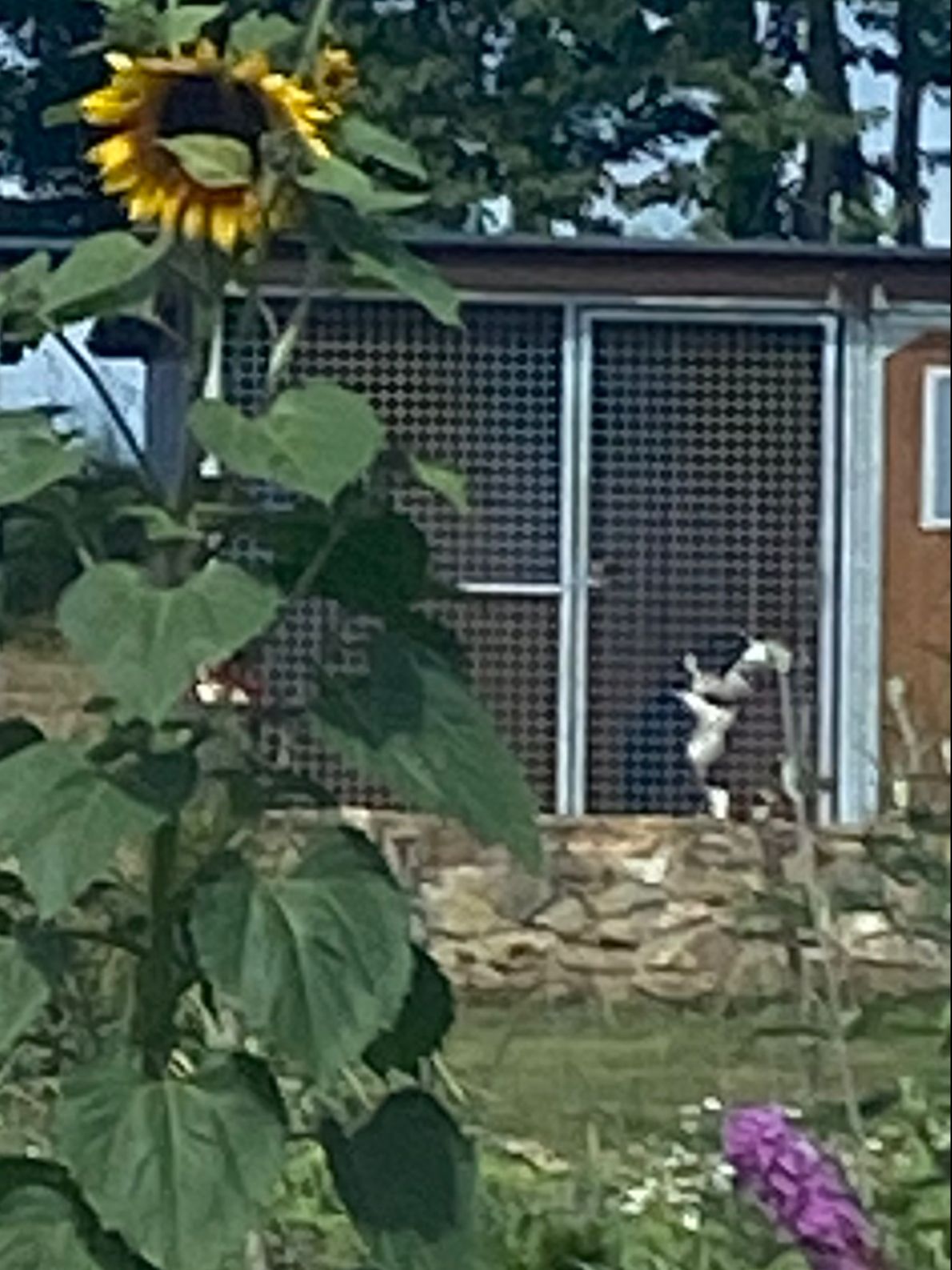 Pension et Education Canine de la Ganne de Fer — photo
