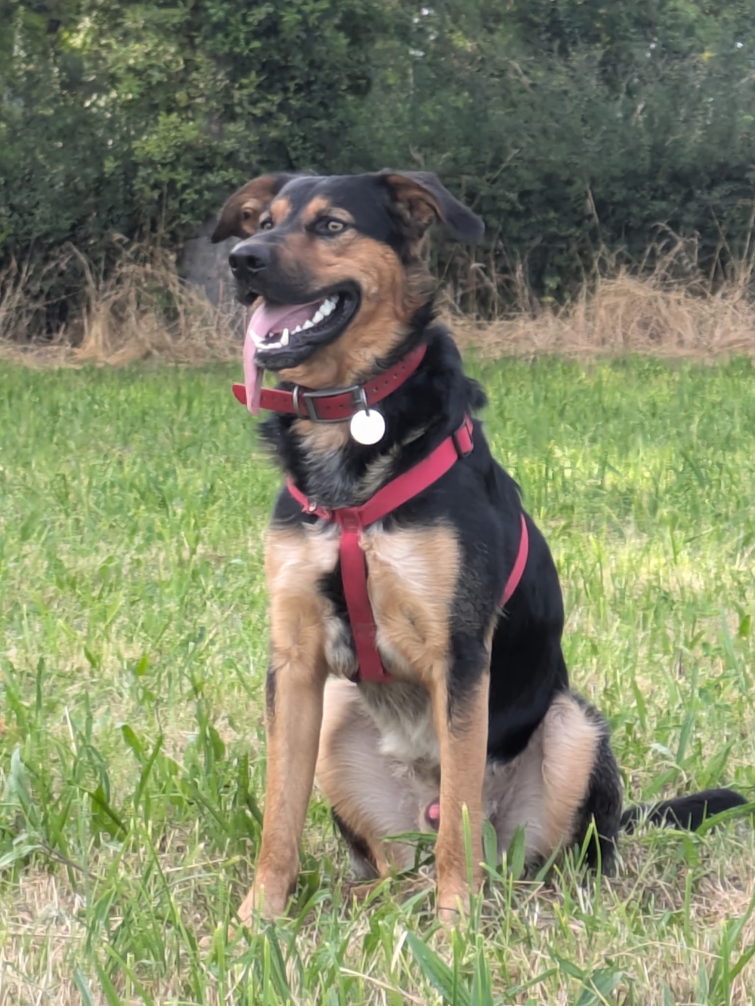 Pension et Education Canine de la Ganne de Fer — photo