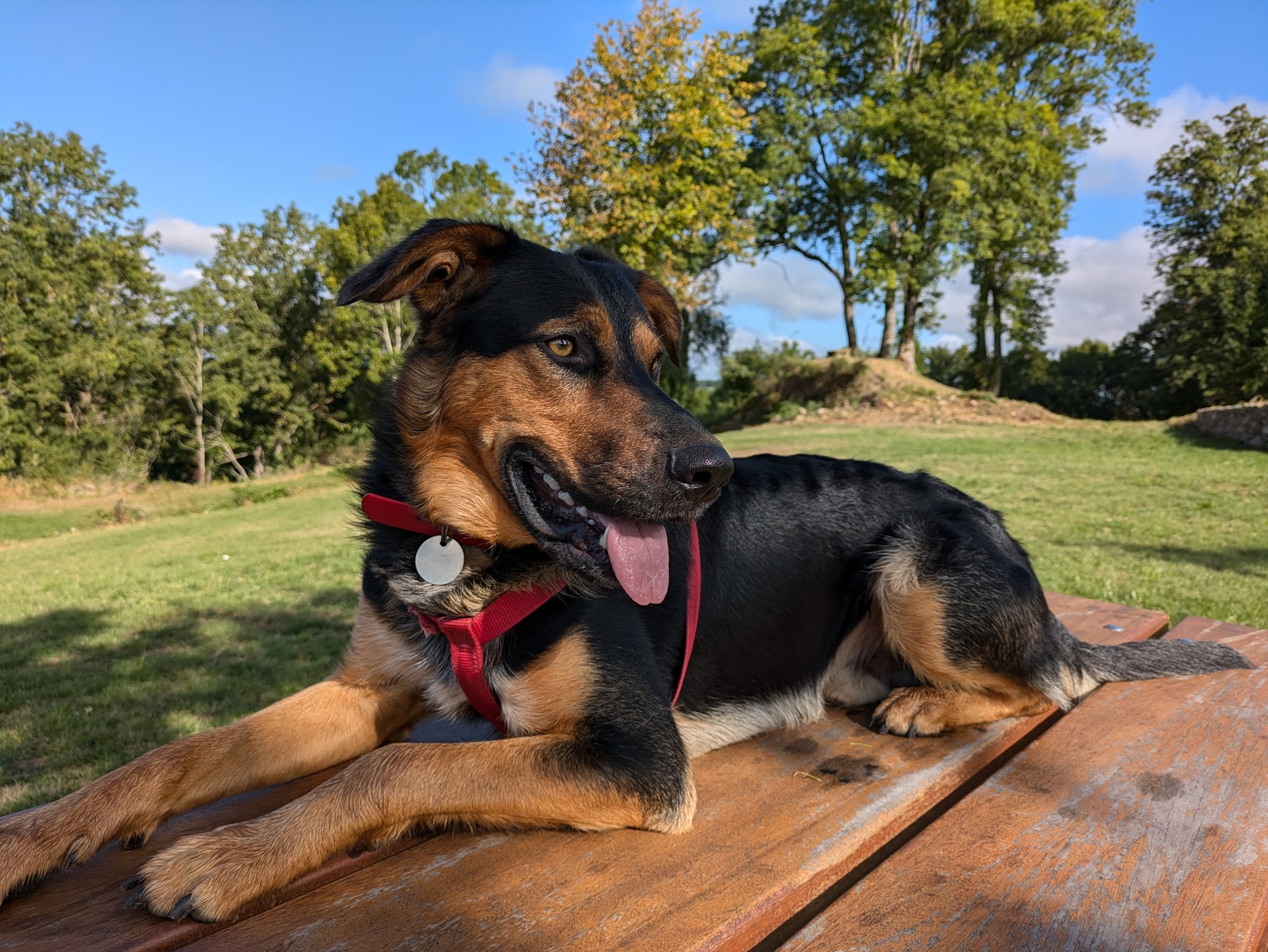 Pension et Education Canine de la Ganne de Fer — photo