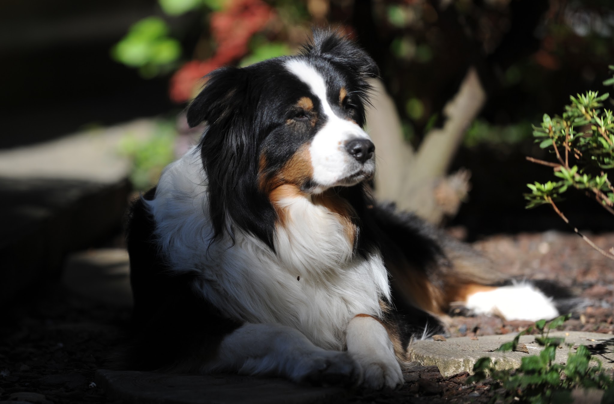 Bien avec mon chien — photo