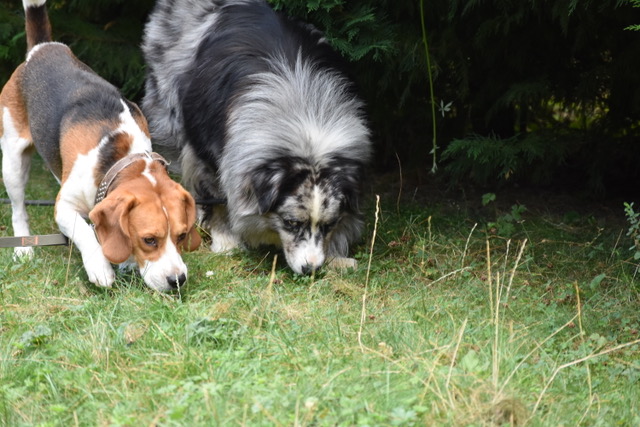 Bien avec mon chien — photo