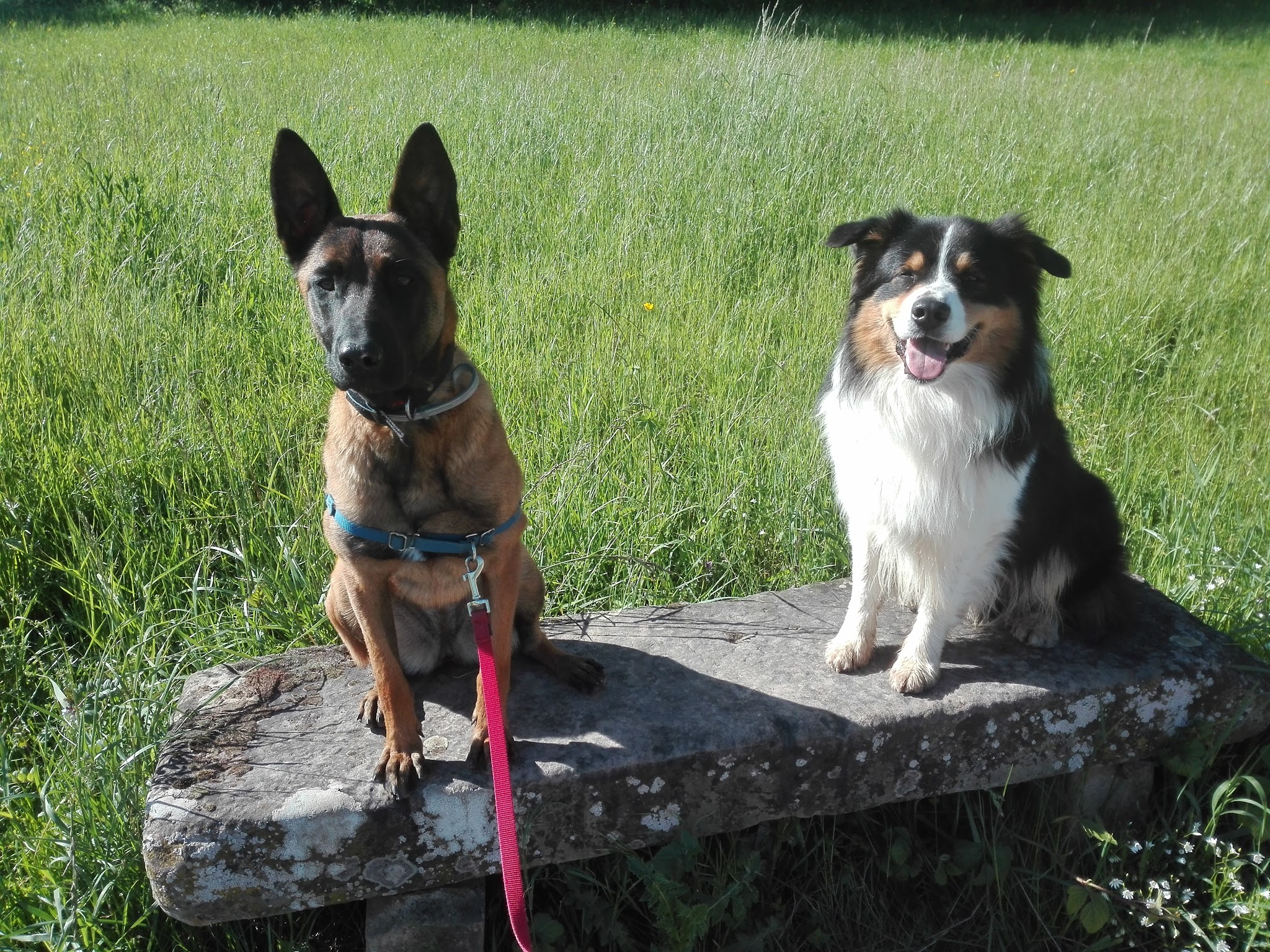Bien avec mon chien — photo