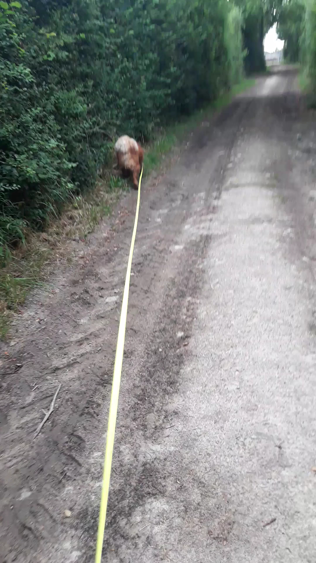 Elevage et Pension canine Les Diablotins d'isis — photo