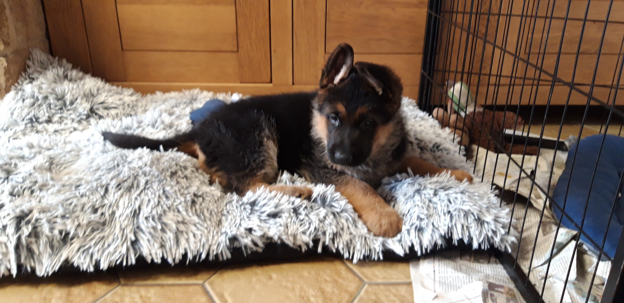 Elevage et Pension canine Les Diablotins d'isis — photo