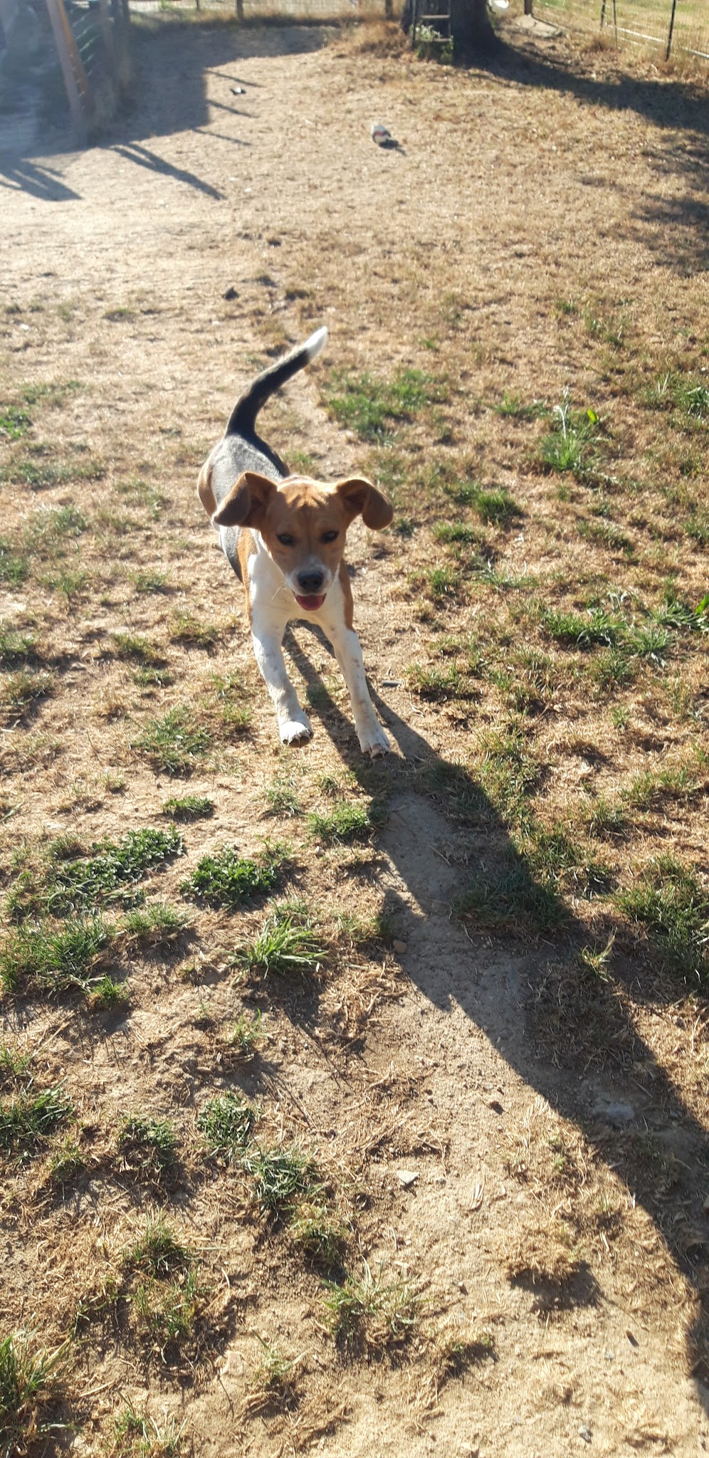 Elevage et Pension canine Les Diablotins d'isis — photo