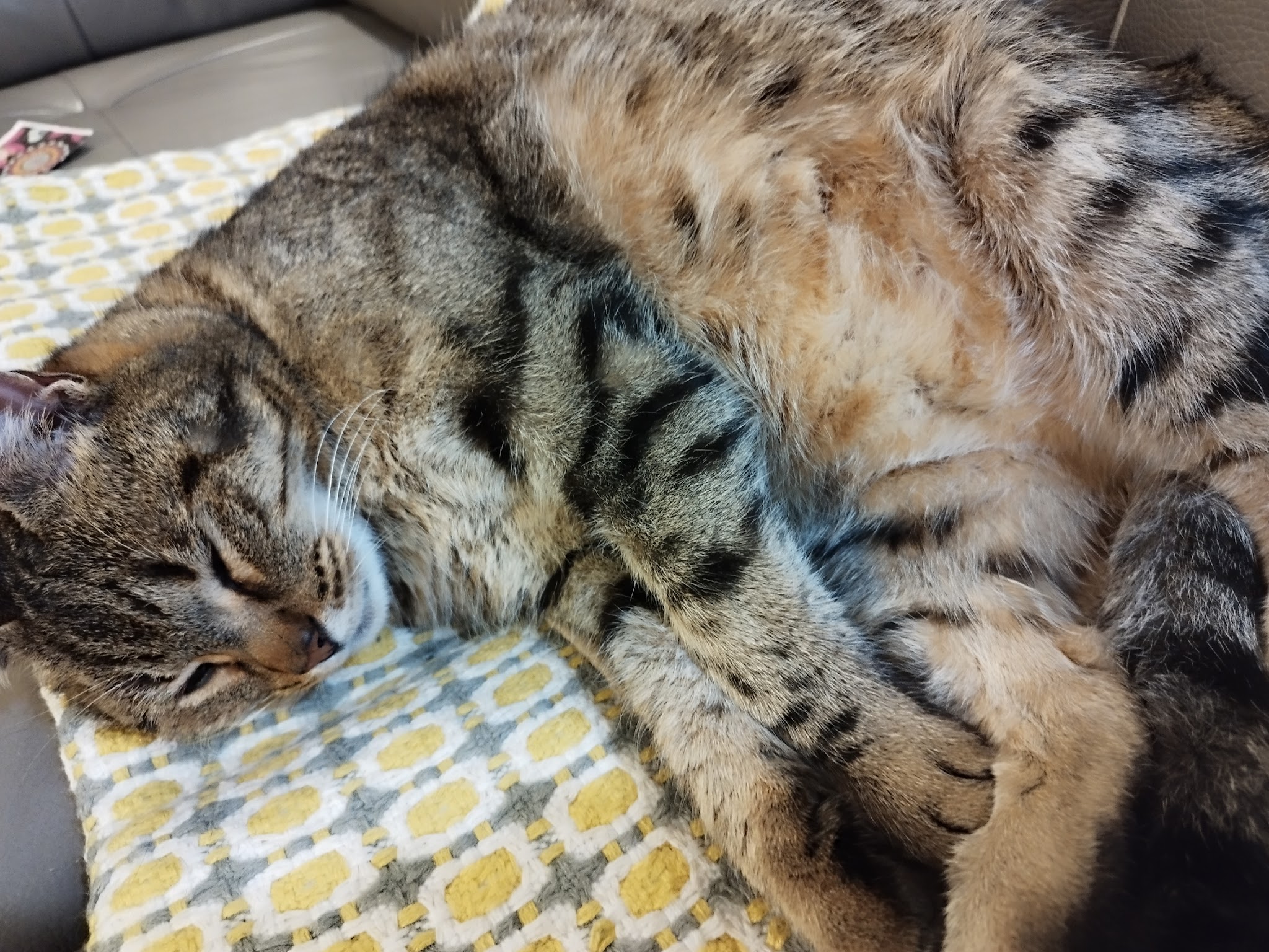 Vanechat Garde Animaux