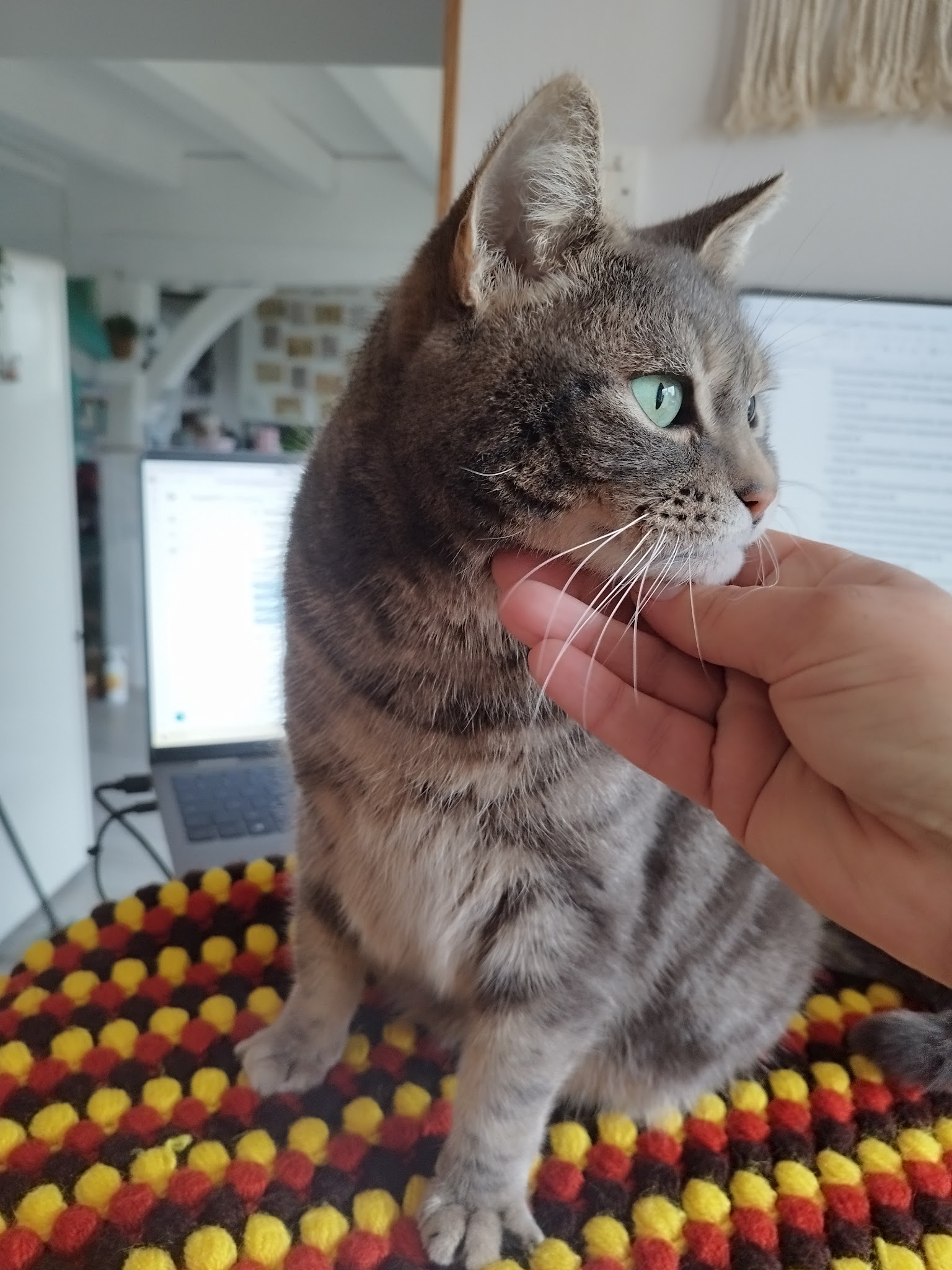 Vanechat Garde Animaux — photo
