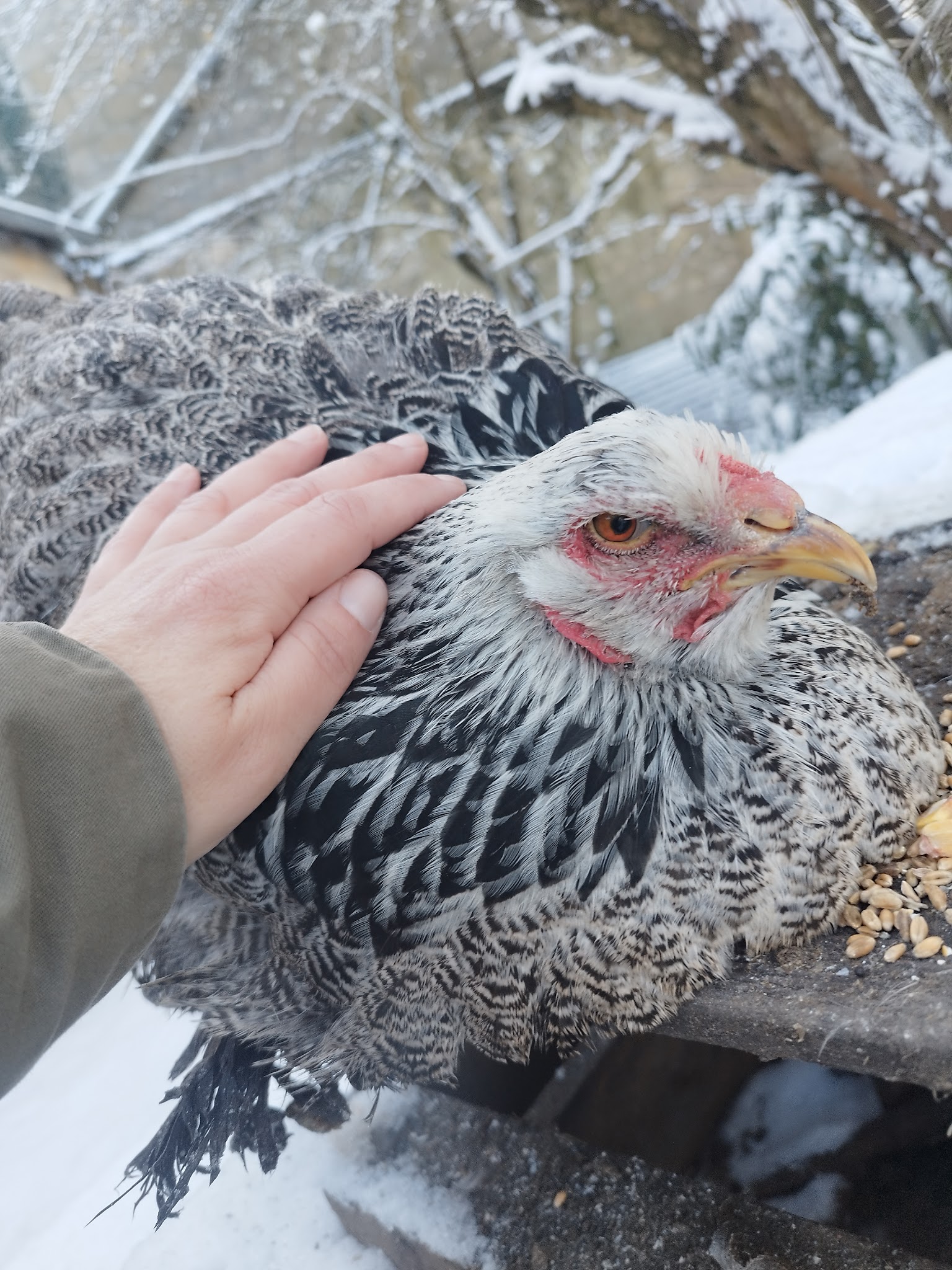 Vanechat Garde Animaux — photo