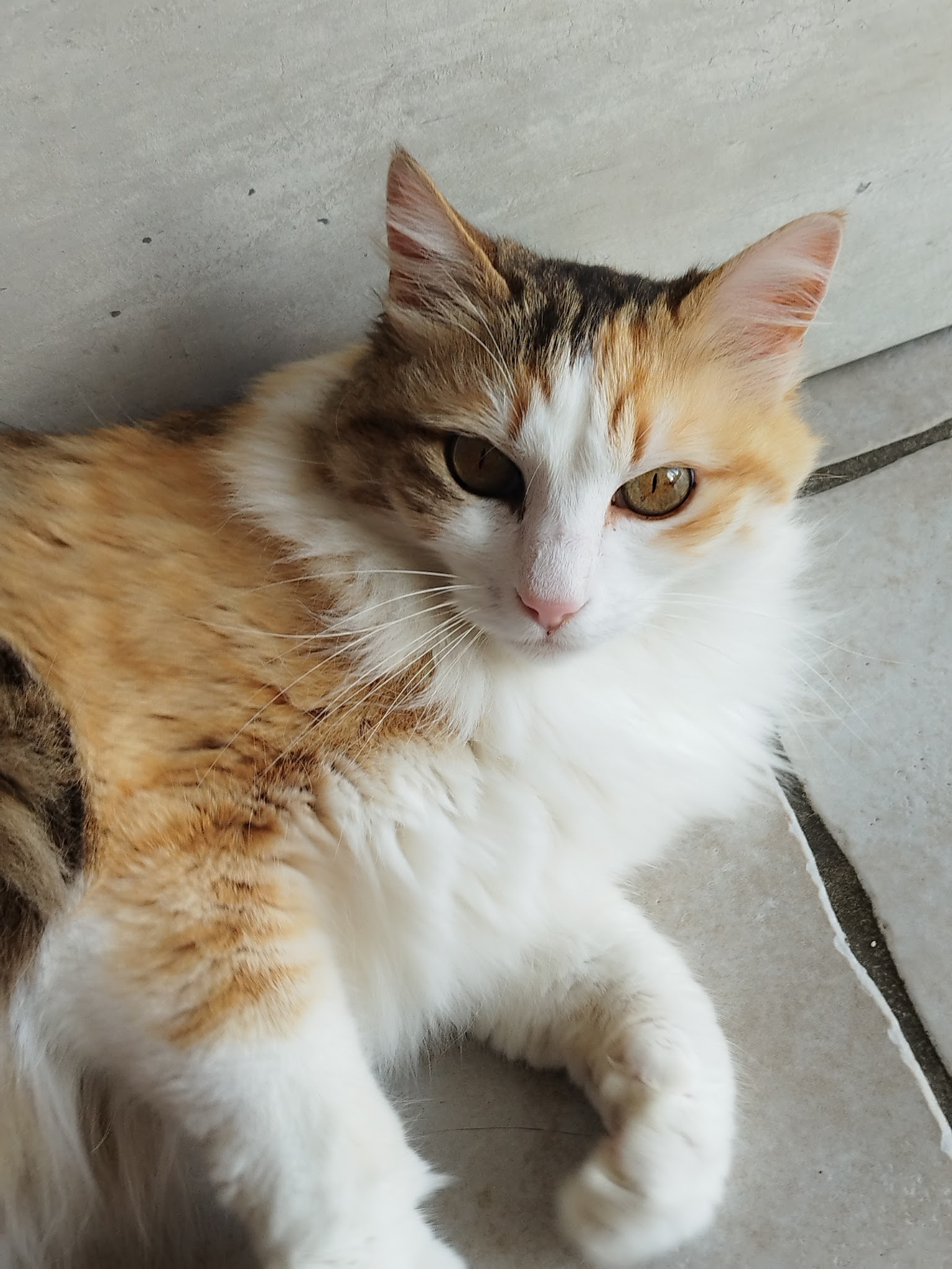 Vanechat Garde Animaux — photo