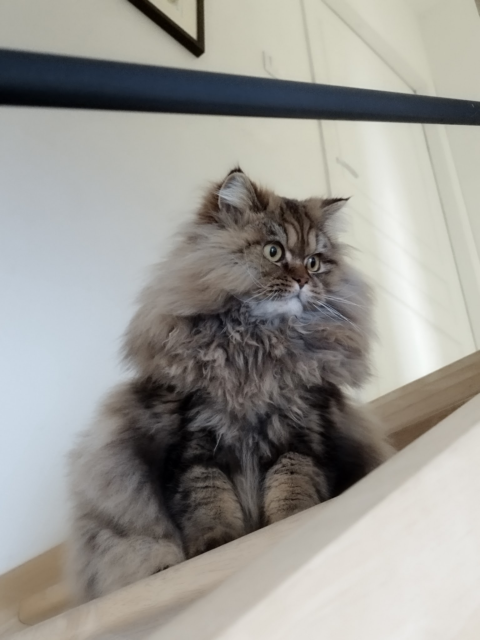 Vanechat Garde Animaux — photo