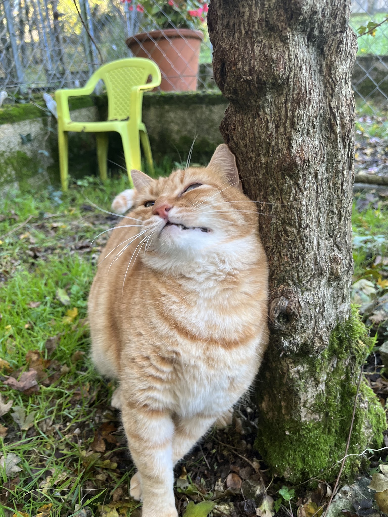 Animals' Cottage — photo