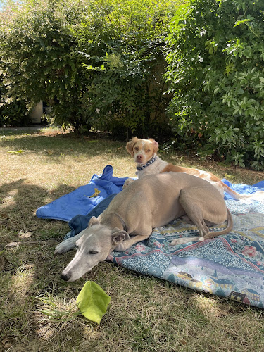SamN'Pets DogWalker & Pet-sitter