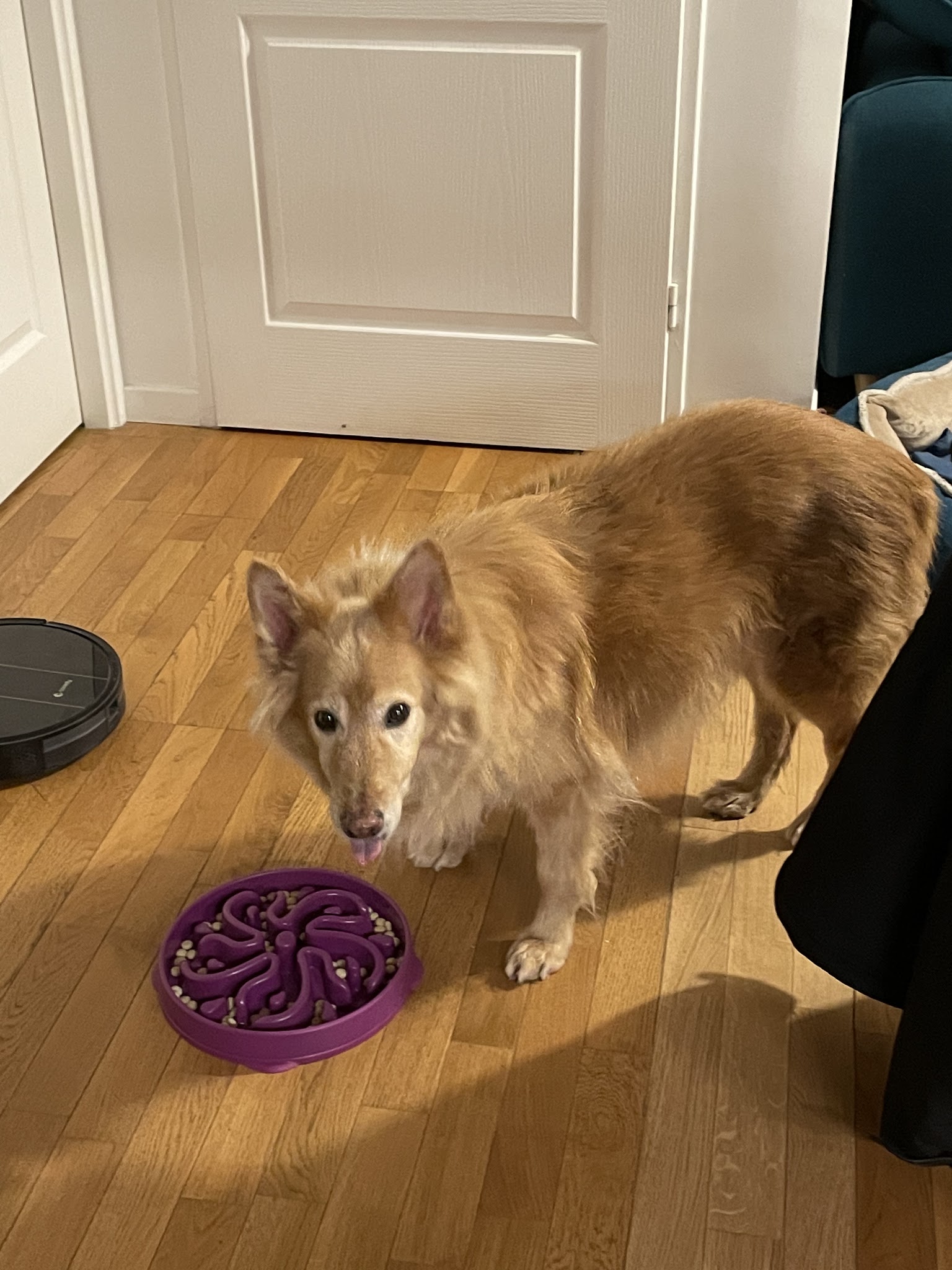 SamN'Pets DogWalker & Pet-sitter — photo