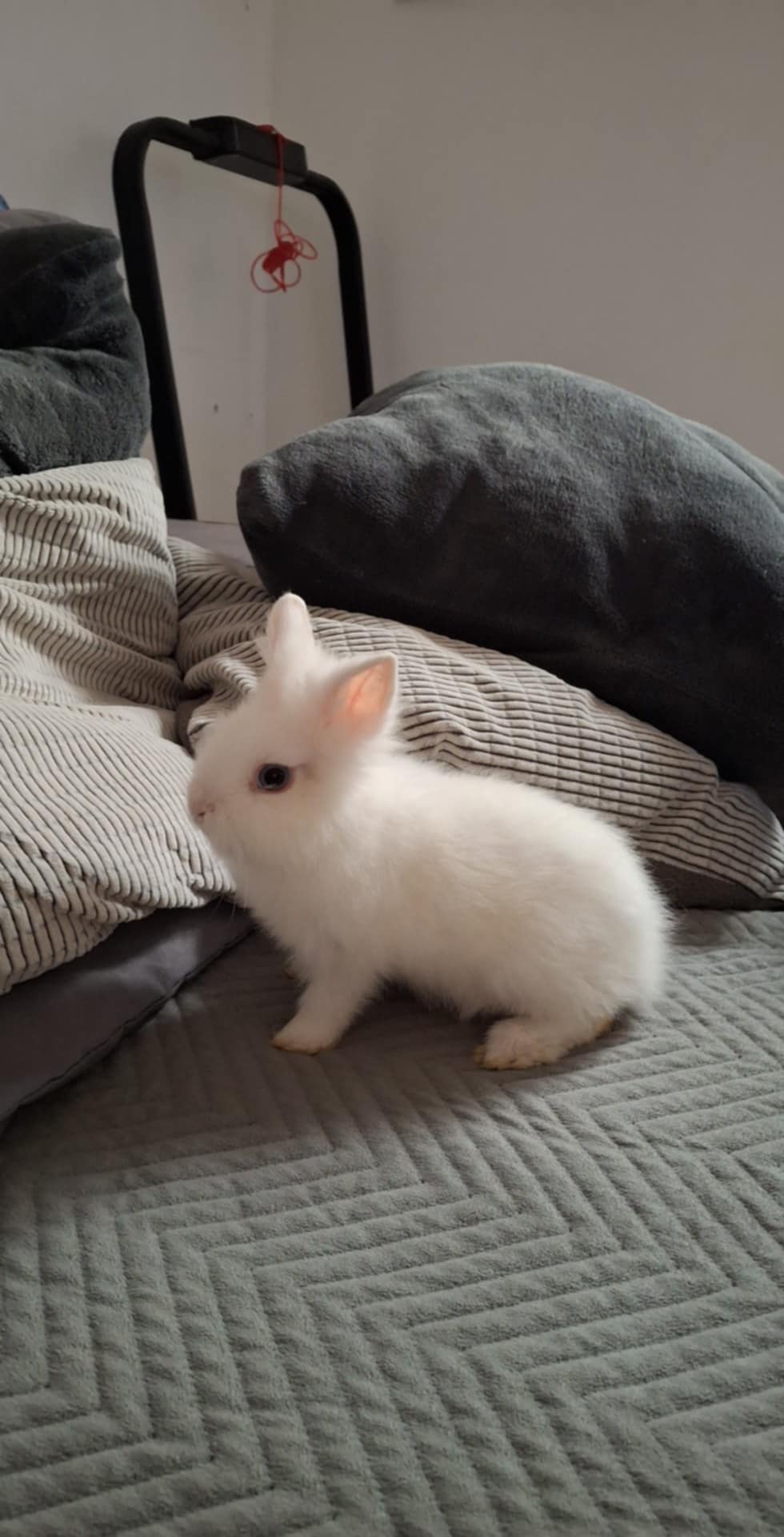 Les lapins de Coraline — photo