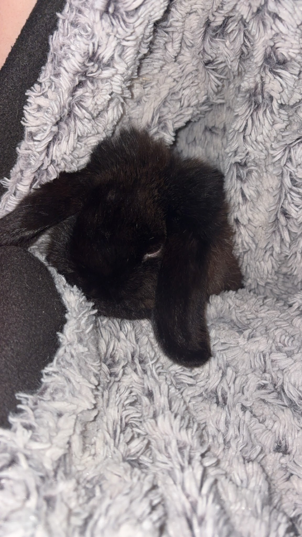 Les lapins de Coraline — photo