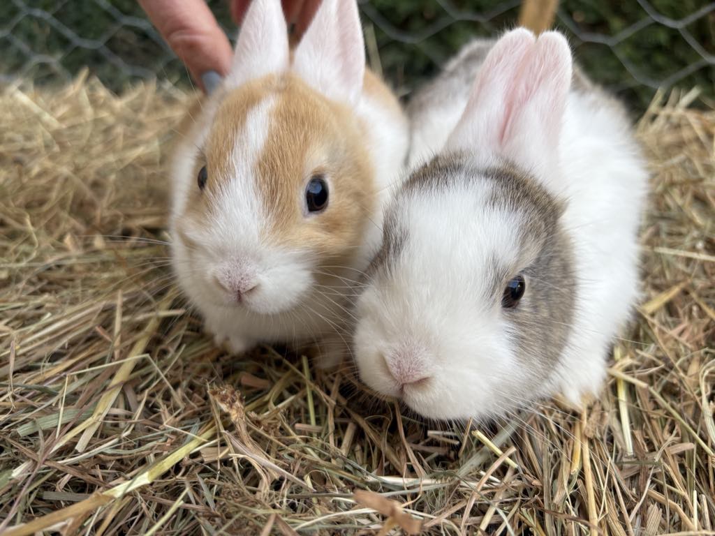 Les lapins de Coraline