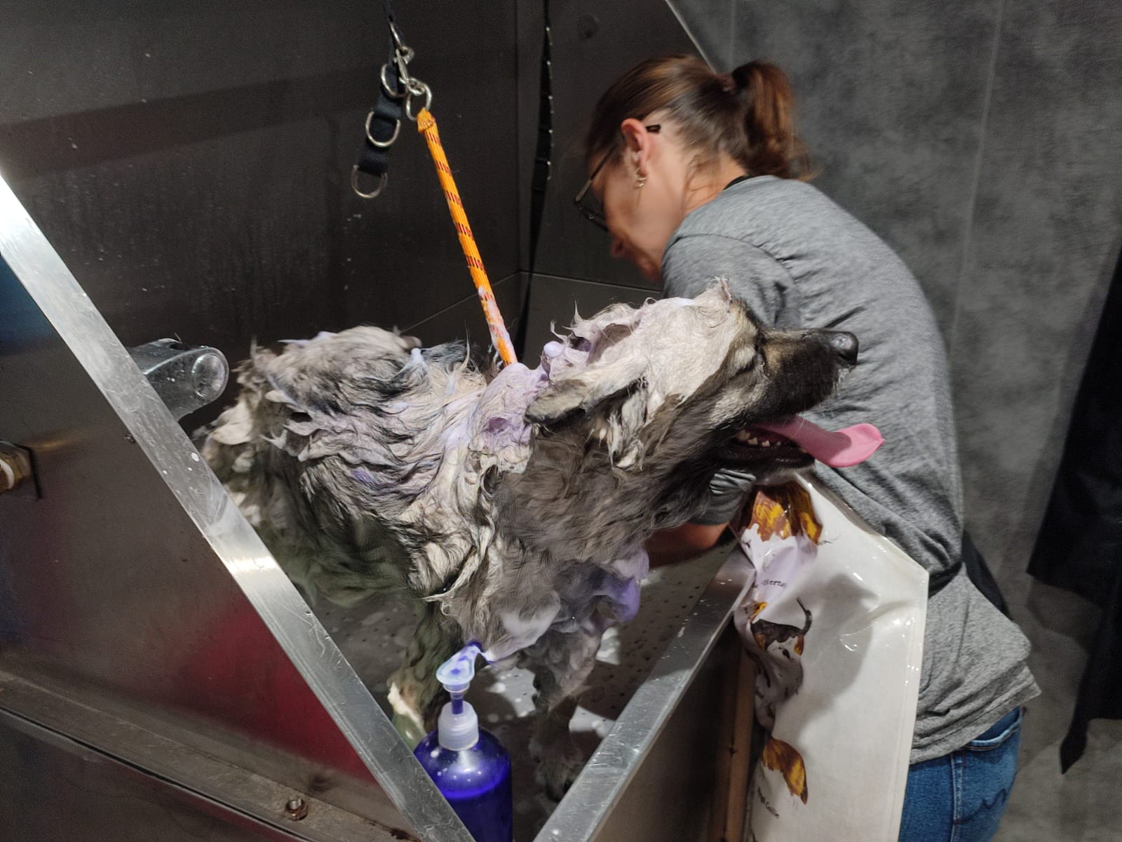 La Pita - Pension Canine - Toiletteur — photo