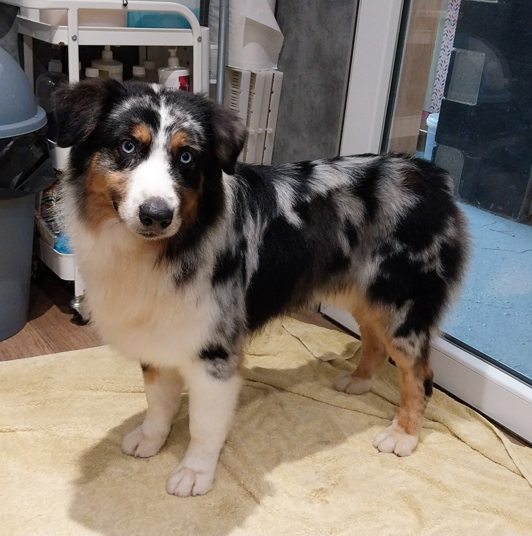 La Pita - Pension Canine - Toiletteur — photo