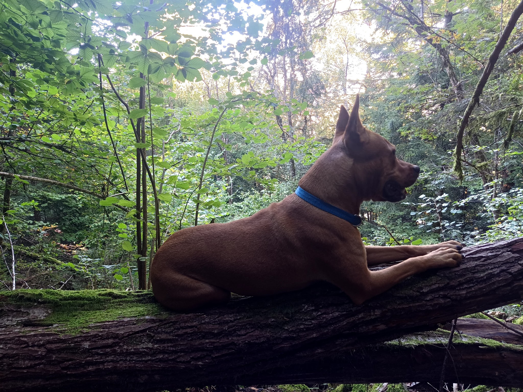 SpiritdogsFM / Educateur canin comportementaliste — photo