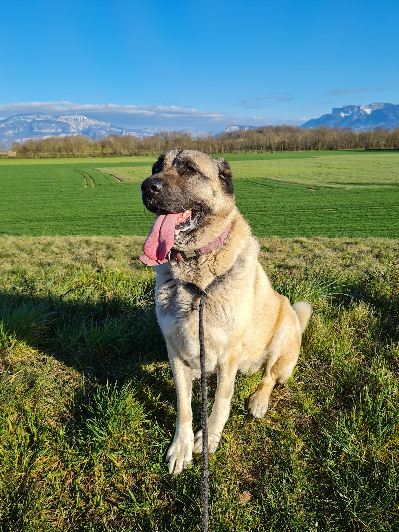 L'Asv des 4 pattes 🐾 - Sur les traces d'Angel🕊 — photo