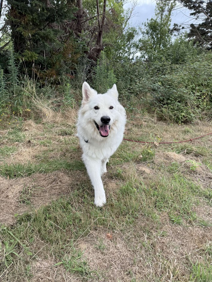 Les Terres D'azade Pension chiens et chat — photo