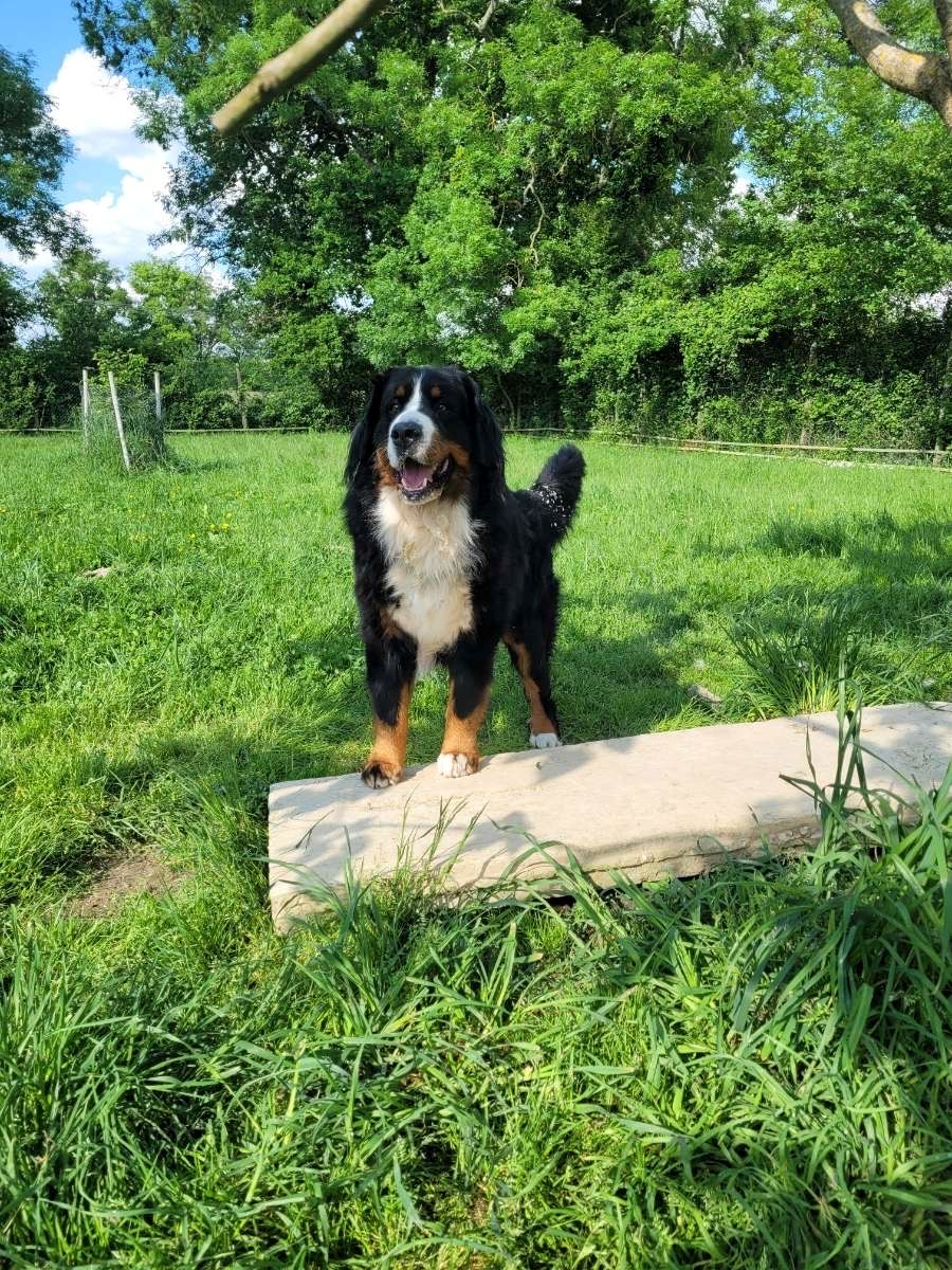 Les Terres D'azade Pension chiens et chat — photo