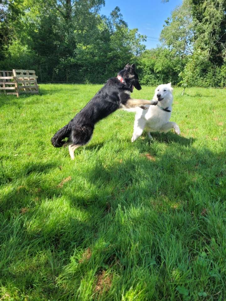 Les Terres D'azade Pension chiens et chat — photo