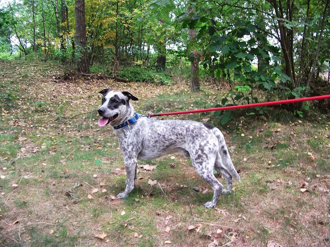 Petsitter33