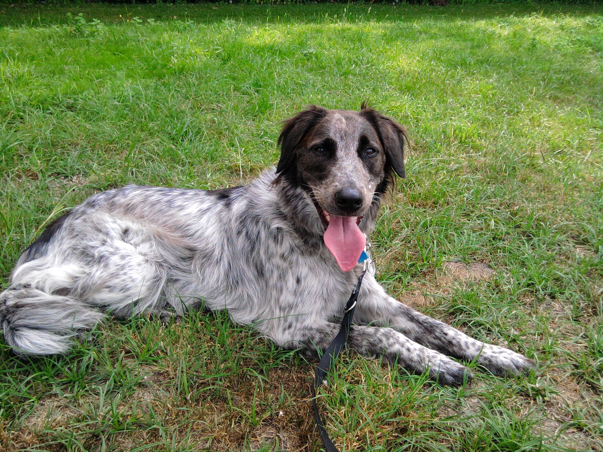 Petsitter33 — photo