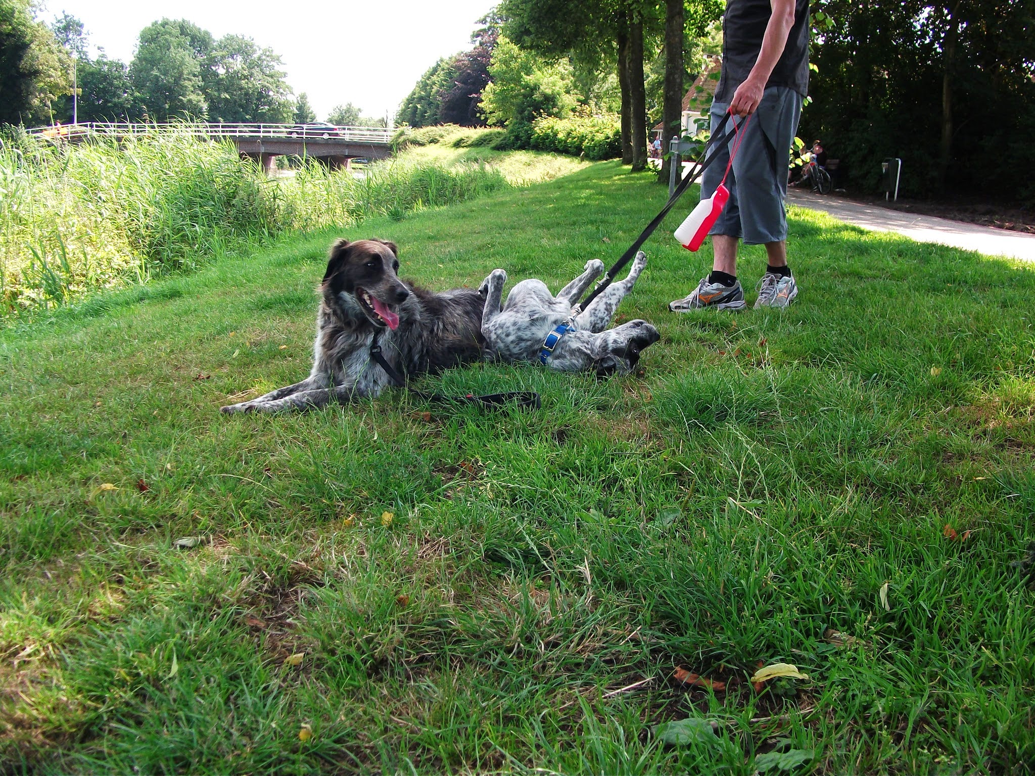 Petsitter33 — photo