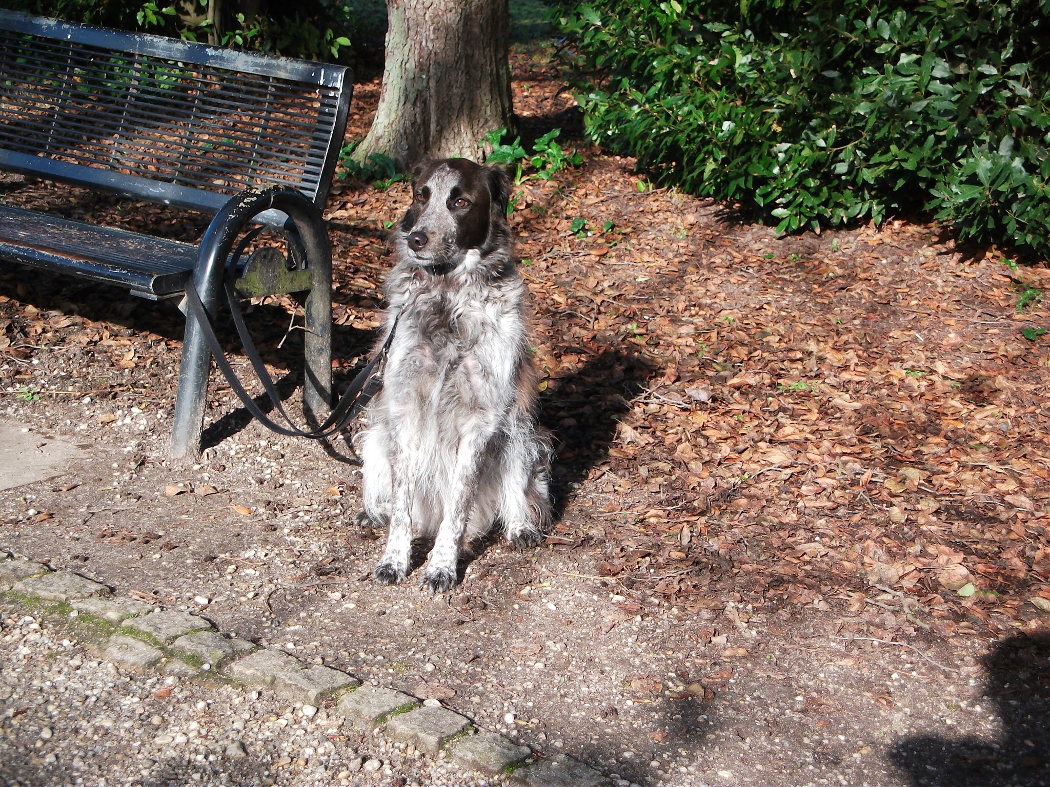 Petsitter33 — photo