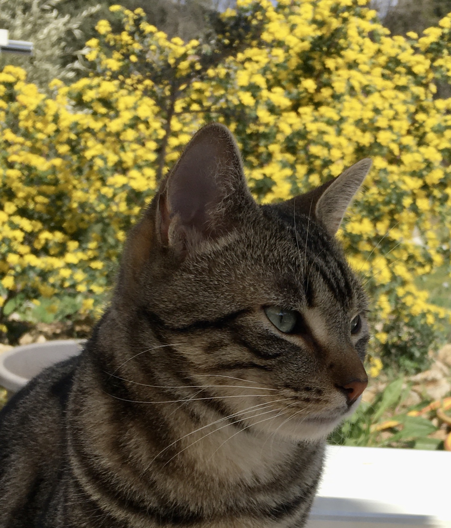 Piquand Mélanie - Mel Animaux Services - Pet sitter visites à domicile uniquement — photo