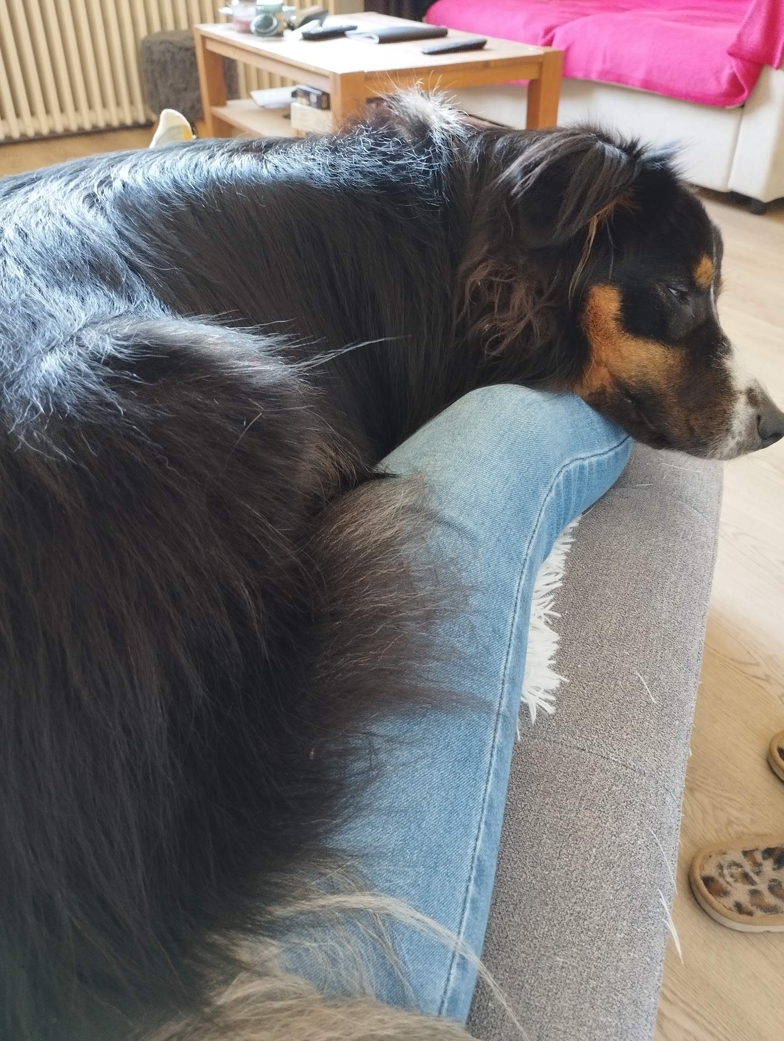 De la main à la patte — photo