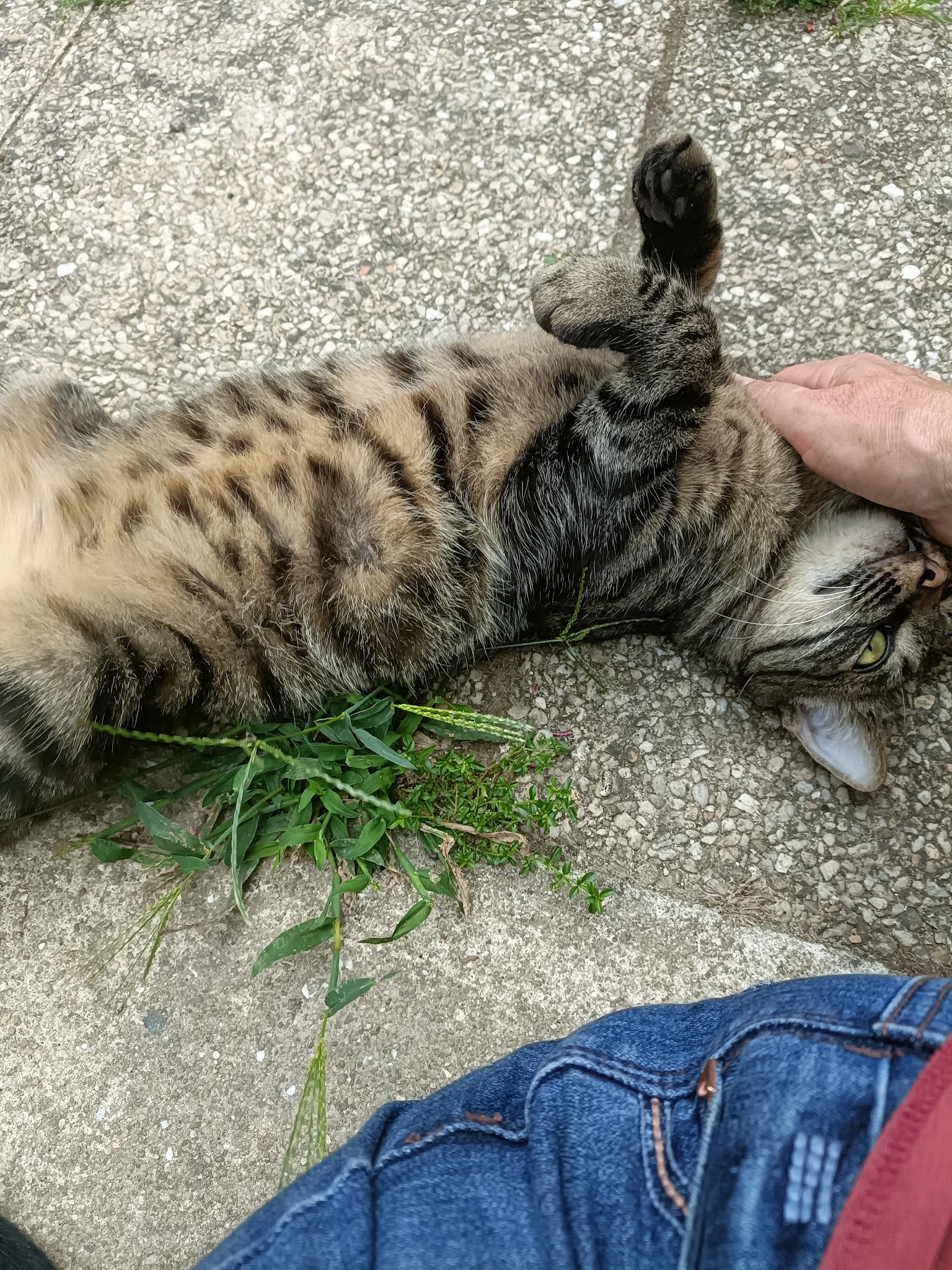 Le coup de patte de Karine — photo