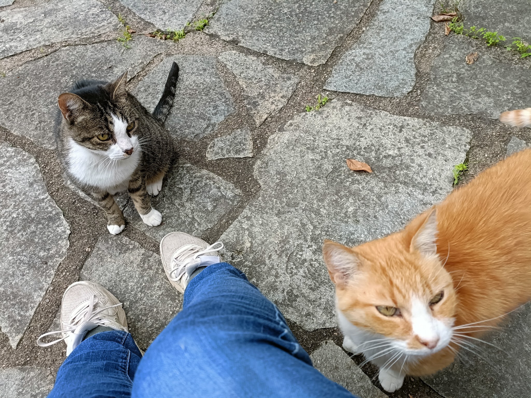 Le coup de patte de Karine — photo