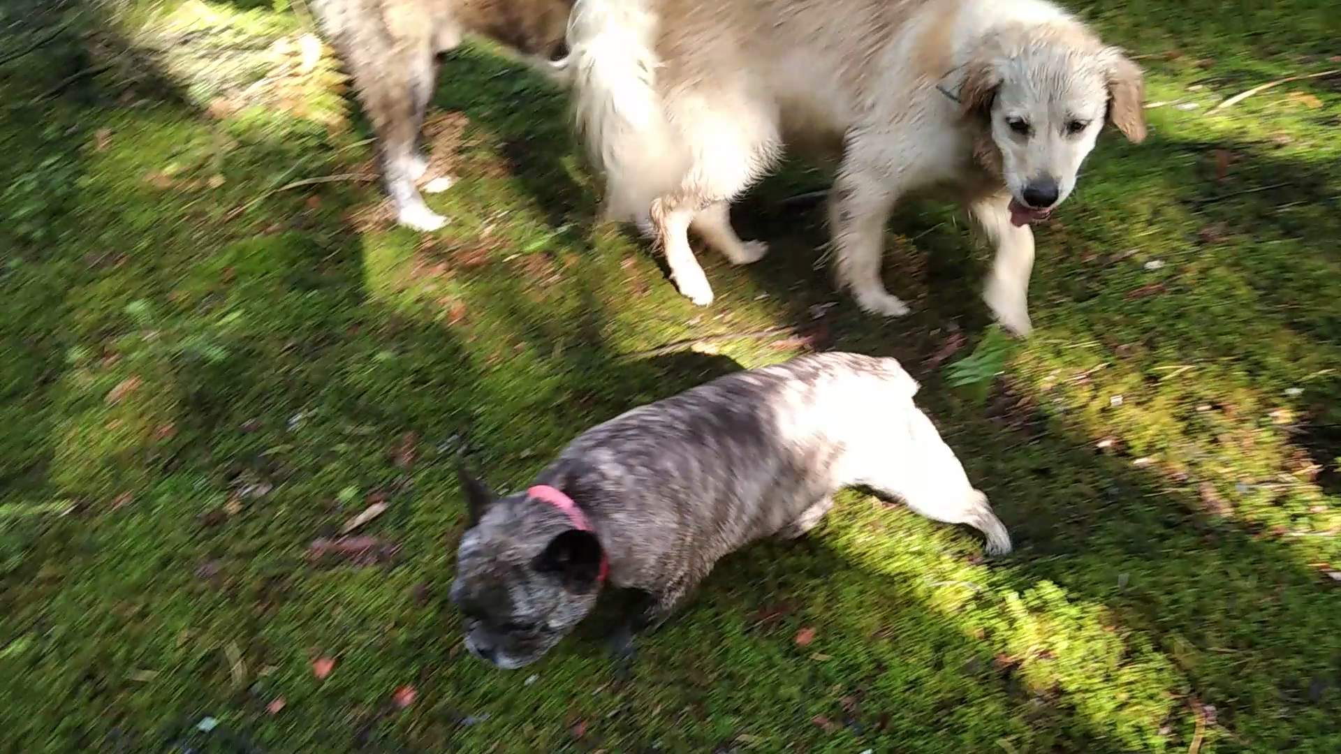 Au bonheur des Chiens