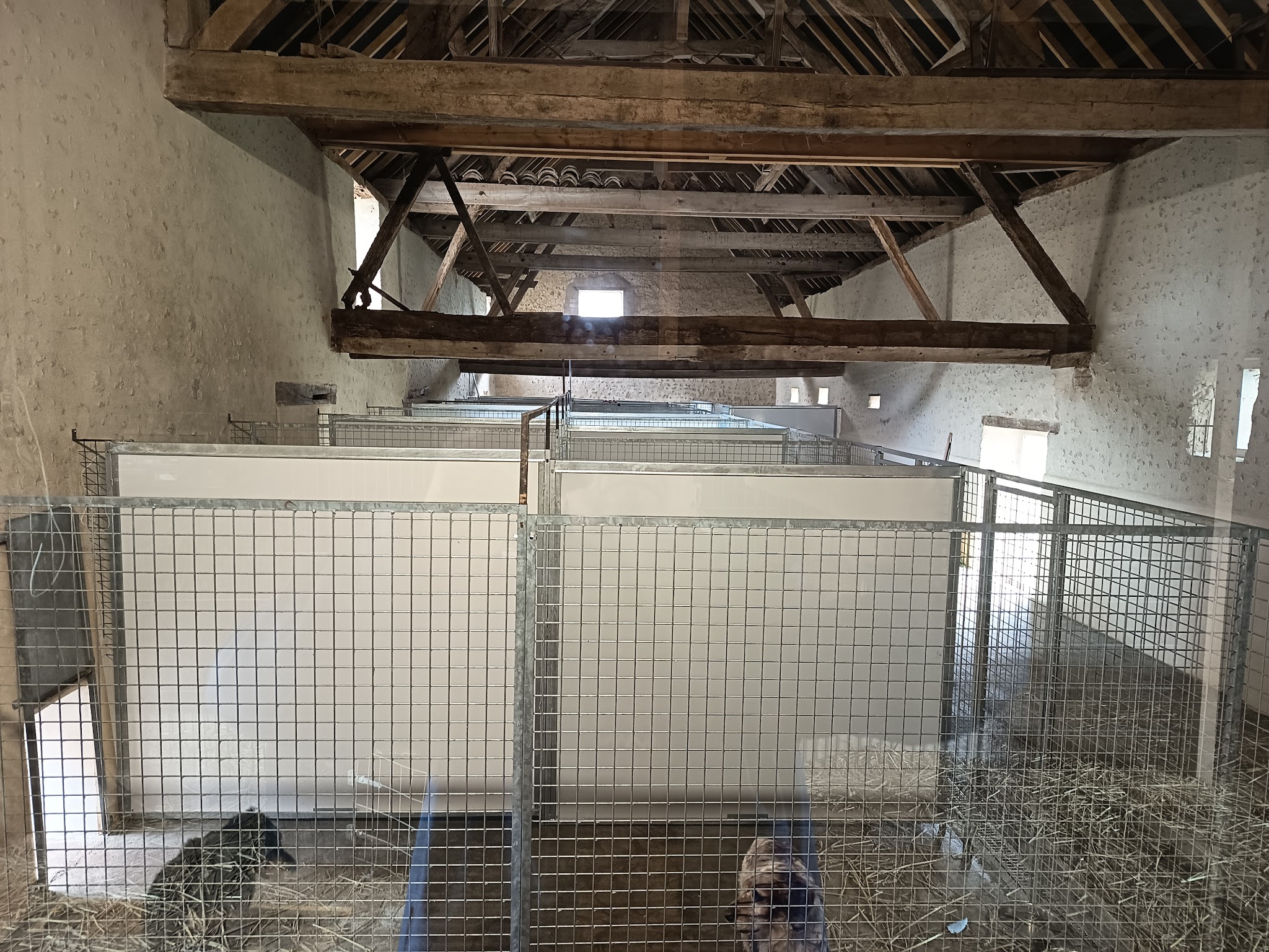 PENSION CANINE DU GRAND MESLIN — photo