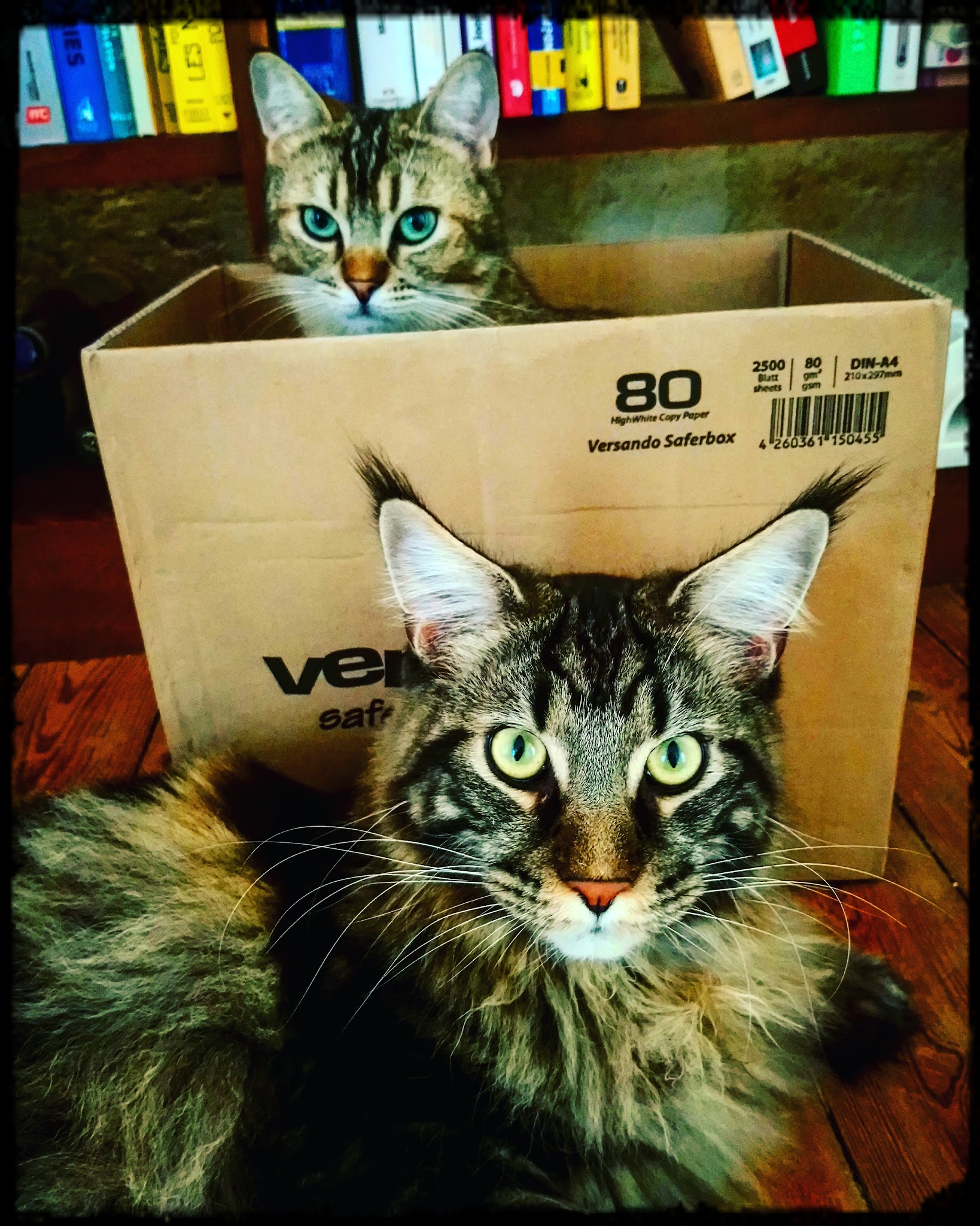 GARDADOM - Visites à domicile, de tous vos animaux, sur Bordeaux et sa région — photo