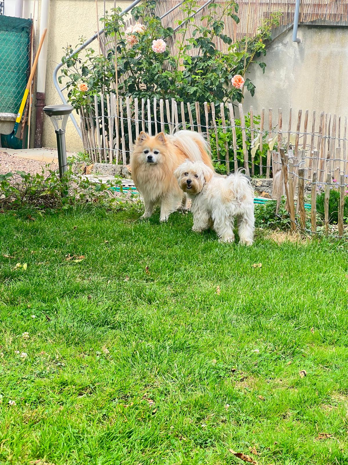 La maison des 4 pattes — photo