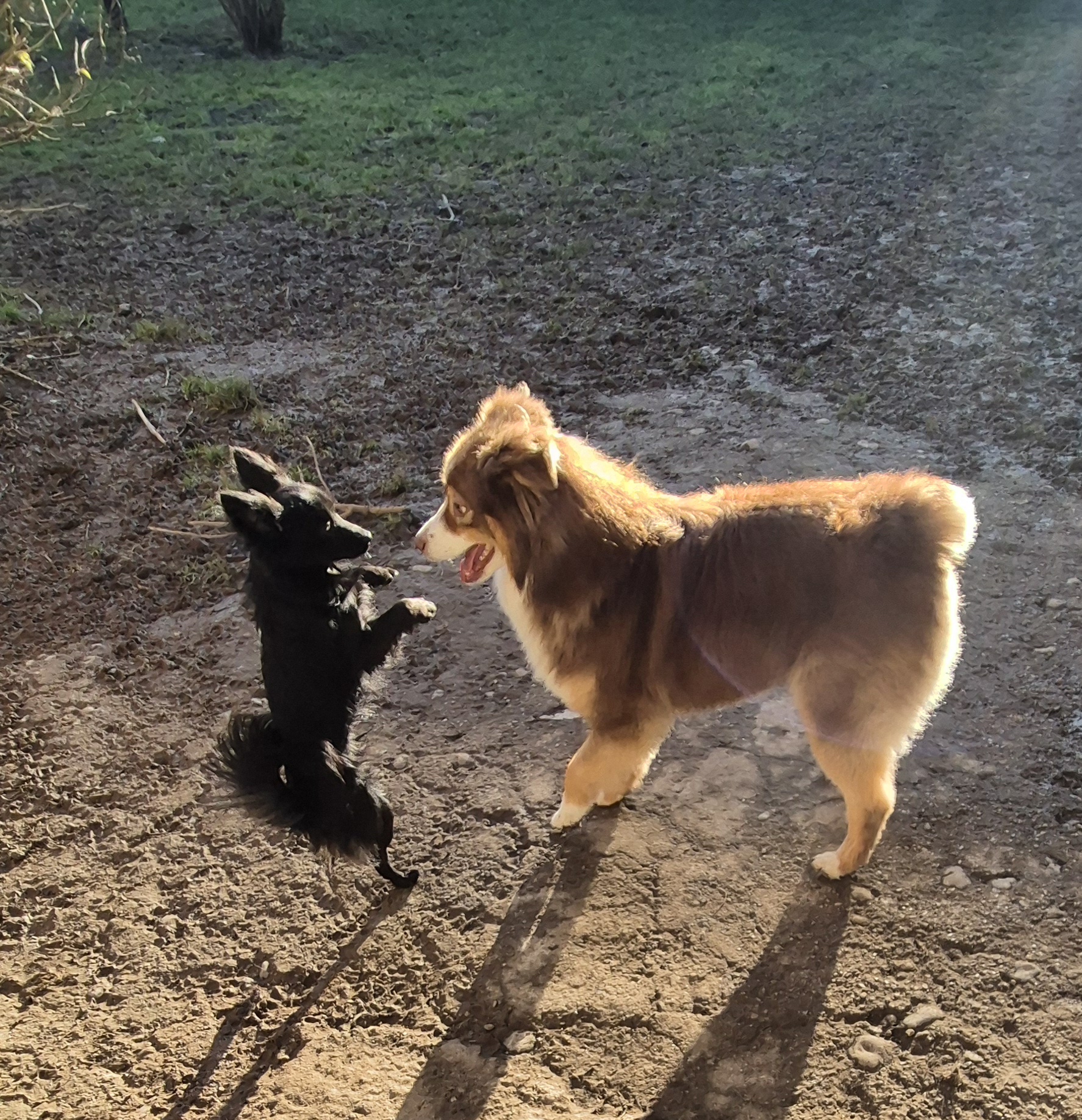 PATT'ATI ET PATT'ATA — photo