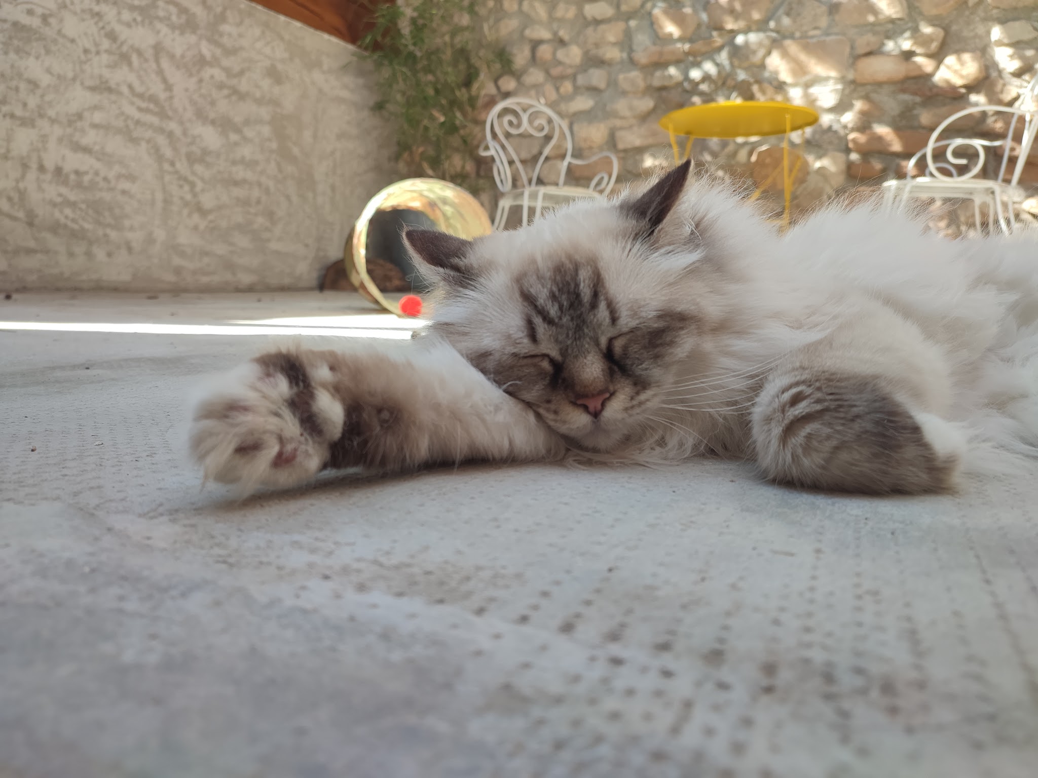 Les Animaux d'Elodie — photo